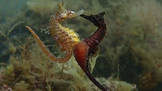 Amazing Seahorse Mating Compilation Video  Epic SEA CREATURES [upl. by Whall932]