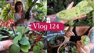 VLOG 124🌿UN GROS COLIS DUNE ABONNEE  Mes boutures de succulentes en substrat  JARDINERIE Baratet [upl. by Eseyt822]