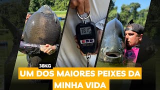 PESCARIA TANCÃO DO MAEDA PEIXE GIGANTE TAMBACU 38KG [upl. by Anilos]