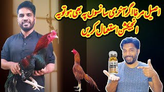 Aseel Murga ka buhat zarori Injection [upl. by Anidal195]