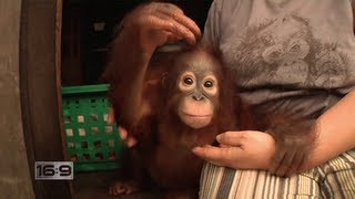 16x9  Jungle Survivors Saving Orangutans in Borneo [upl. by Bluefarb]