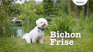 Bichon Frise Breed Information Temperament Lifespan amp more  Petplan [upl. by Annotahs]