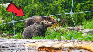 Grouse Mountain Vancouver Canada Full Tour 2024 [upl. by Zelle]