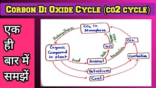 Corbon Di Oxide Cycle in Hindi  Corbon Di Oxide Cycle 9 [upl. by Nodnyl]