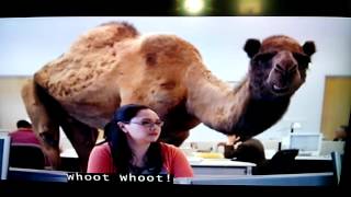 Funny Geico Hump day commercial [upl. by Aleras]