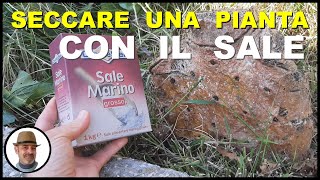 SECCARE LE PIANTE CON IL SALE DA CUCINA [upl. by Oijres432]