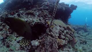 360 Scuba diving the Cathedral Cove reef  Beqa Lagoon Fiji [upl. by Case]