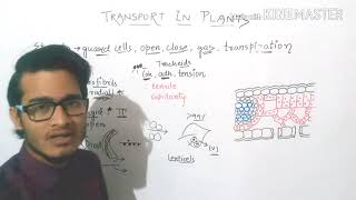 Mechanism of transpiration [upl. by Schulman938]