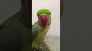 mittoo parrot parrottalking birds funny cute voice parrots bird petsound [upl. by Jenette375]