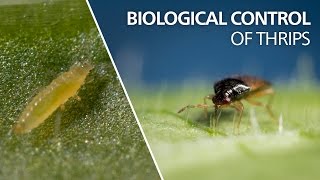 Biological control of thrips  Orius laevigatus [upl. by Yngad]