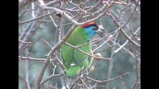 Bluethroated Barbet is found in Indian Subcontinent and Southeast Asia [upl. by Eire]