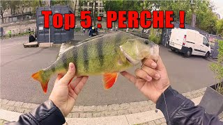 Top 5  PERCHE   Riverking [upl. by Cantone]