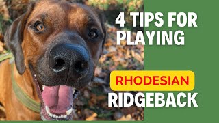 4 Tips For Playing  Rhodesian Ridgeback [upl. by Yemar]