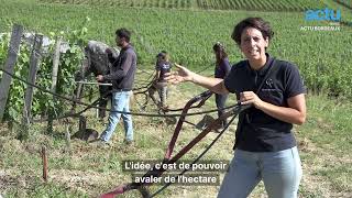 Ces chevaux remplacent les tracteurs [upl. by Argyres]