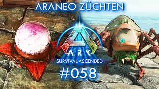 Ark Survival Ascended Araneo züchten ASA deutsch gameplay [upl. by Eenolem]