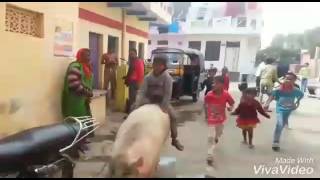 Pig Safari main Nikla Gaddi leke comedy video [upl. by Euqinwahs]