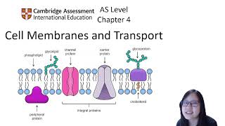 Chapter 41  Cell Membrane Structure and Function  Cambridge ALevel 9700 Biology [upl. by Fidelis]