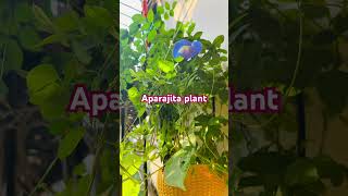 aprajita gardening flowers nature short shortsfeed ytviral likeandsubscribe youtubeshorts [upl. by Atiekal]