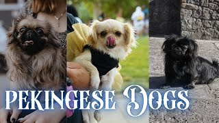 Pekingese Dogs  Top 10 Dog Breeds That Dont shed or smell  dog animals pets pekingese care [upl. by Rhyne867]