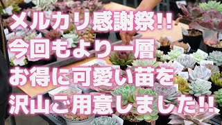 【多肉植物】メルカリ感謝祭今回もより一層お得に可愛い苗を沢山ご用意しました【succulent】トロピカルガーデン [upl. by Zined]