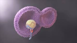 Endosome Rig breakdown [upl. by Hazelton]