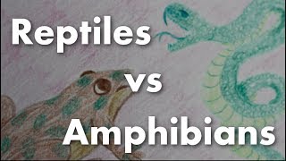 Whats the difference between reptiles and amphibians [upl. by Nelad]