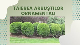 Taierea arbustilor ornamentali  Viata in gradina  SperantaTV [upl. by Milde]