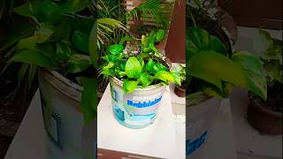 Money plant propagation ☘️✨houseplants plantslover plantsshortsviral shorts foryou [upl. by Akimad979]