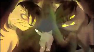 Warrior cat Trailer not movie trailer [upl. by Augustina]