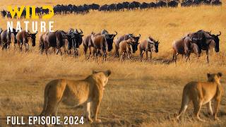 WILD SAVANNAH  The Migration Journey and Challenges in the Land of Predators  Animal documentary [upl. by Aniram184]