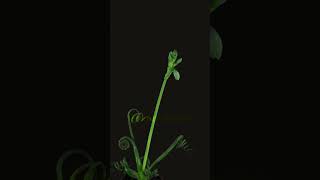 Time lapse of Growing Albuca Plant flowers microgreens nature [upl. by Goldi]