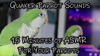 Quaker Parrot TV  Sounds for Your Quaker Parrots  ASMR for Your Parrot [upl. by Kassi4]