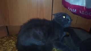 ШОКВ кота вселился дьявол  SHOCK The cat was possessed by the devil [upl. by Anyad]