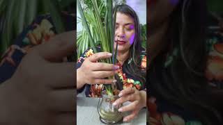 Aprende a poner frondosa tu sanseviera plantas jardin sansevieria flores [upl. by Renny]