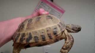 Soaking Russian Tortoises [upl. by Adia]