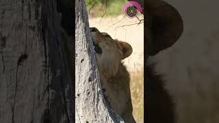 African Lion young male enjoying a good stretch Up Close Wild amp Cute [upl. by Mayyahk]