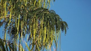 Vegetable Hummingbird Sesbania Grandiflora [upl. by Hsaka]