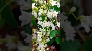 മണിമുല്ല ആരെയും മയക്കുന്ന പൂക്കൾ best flowering plant for home garden malayalam shorts flowers [upl. by Wavell]