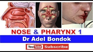 Anatomy of the Nose Nasoharynx and Oropharynx Dr Adel Bondok [upl. by Flora]