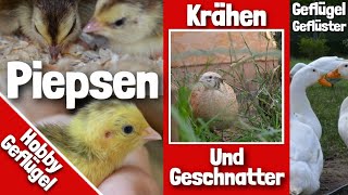 Geflügel Geräusche  Hühnerküken  Wachteln  Enten amp Gänse [upl. by Eillod]