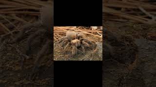 Texas Brown Tarantula and Cobalt Blue Tarantula [upl. by Elene]