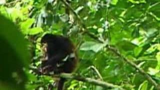 Costa Rican Rainforest  Howler Monkey [upl. by Nilecoj]