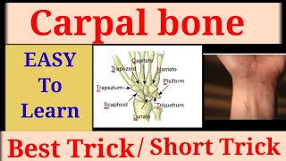 Carpal bones name with interesting trick  Wrist bones Mnemonics best trick  explained in hindi [upl. by Agnew679]