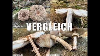 Pilzvergleich  Riesenschirmling Macrolepiota procera vs Safranschirmling Chlorophyllum olivieri [upl. by Zennie150]