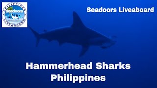 Philippines diving Hammerhead sharks [upl. by Notlaw39]