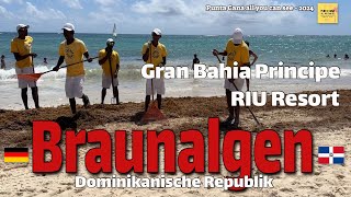 Punta Cana Braunalgen check im Juli 2024 am Gran Bahia und RIU Resort Strand [upl. by Marder381]