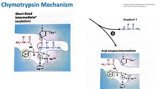 Chymotrypsin Mechanism  Biochemistry [upl. by Ahmar]