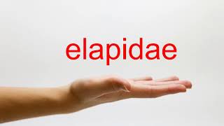 How to Pronounce elapidae  American English [upl. by Nymassej406]