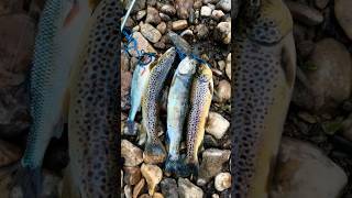 White Clay Creek  browns rainbows and fallfish [upl. by Tipton707]