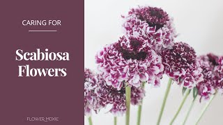 How to Care for Scabiosa Flowers  Flower Moxie Product Video [upl. by Aihsikal]